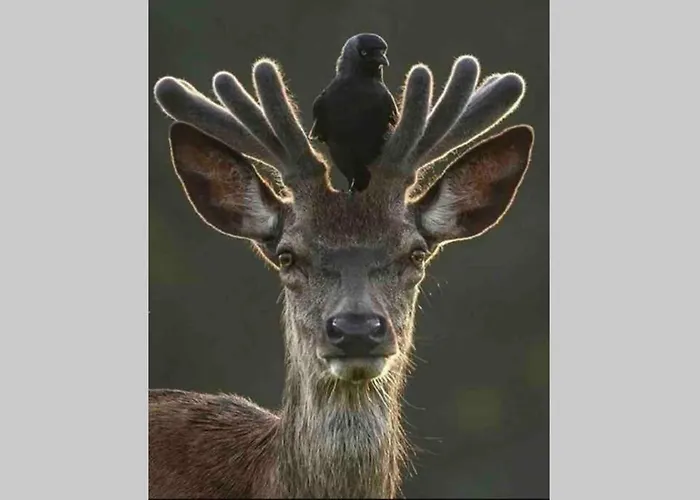 Apartamento Turistico San Cristobal Plasencia